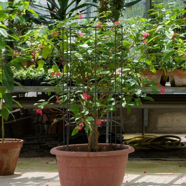 4 Pack Heavy-Duty Tomato Cages, 39" Tall Square Folding Plant Support Cage Garden Trellis for Climbing Plants, Vegetables, Tomatoes, Flowers